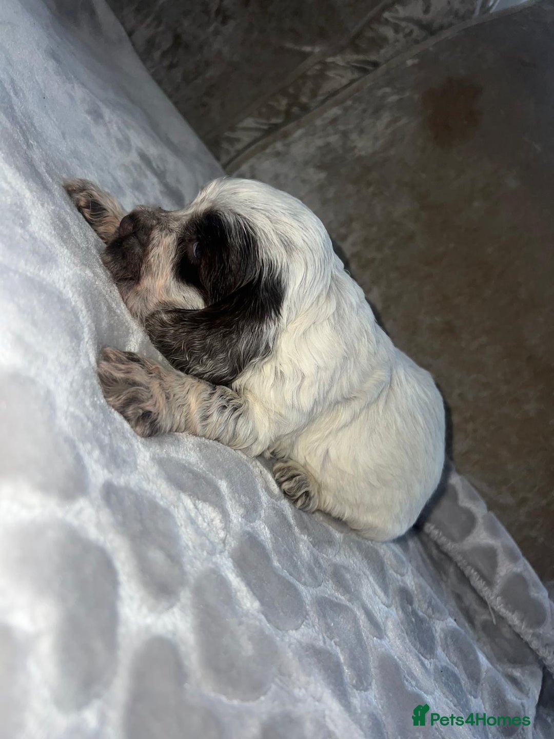 Cocker Spaniel dogs for sale: Kc registered show cocker spaniels  - Advert 9