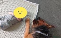 German Shepherd dogs for sale: Male german shepard  - Image 2