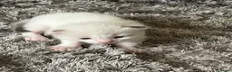 Ragdoll cats for sale: 3 beautiful full ragdoll kittens  - Advert 6