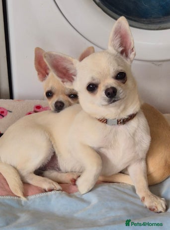 Chihuahua dogs - Advert 5