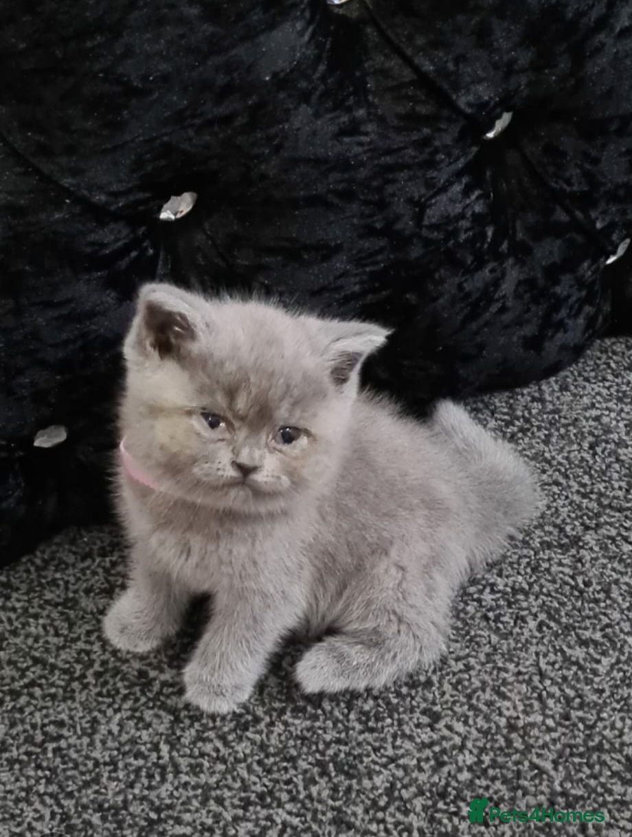 British Shorthair cats Female British Shorthair Kitten! - Advert 8