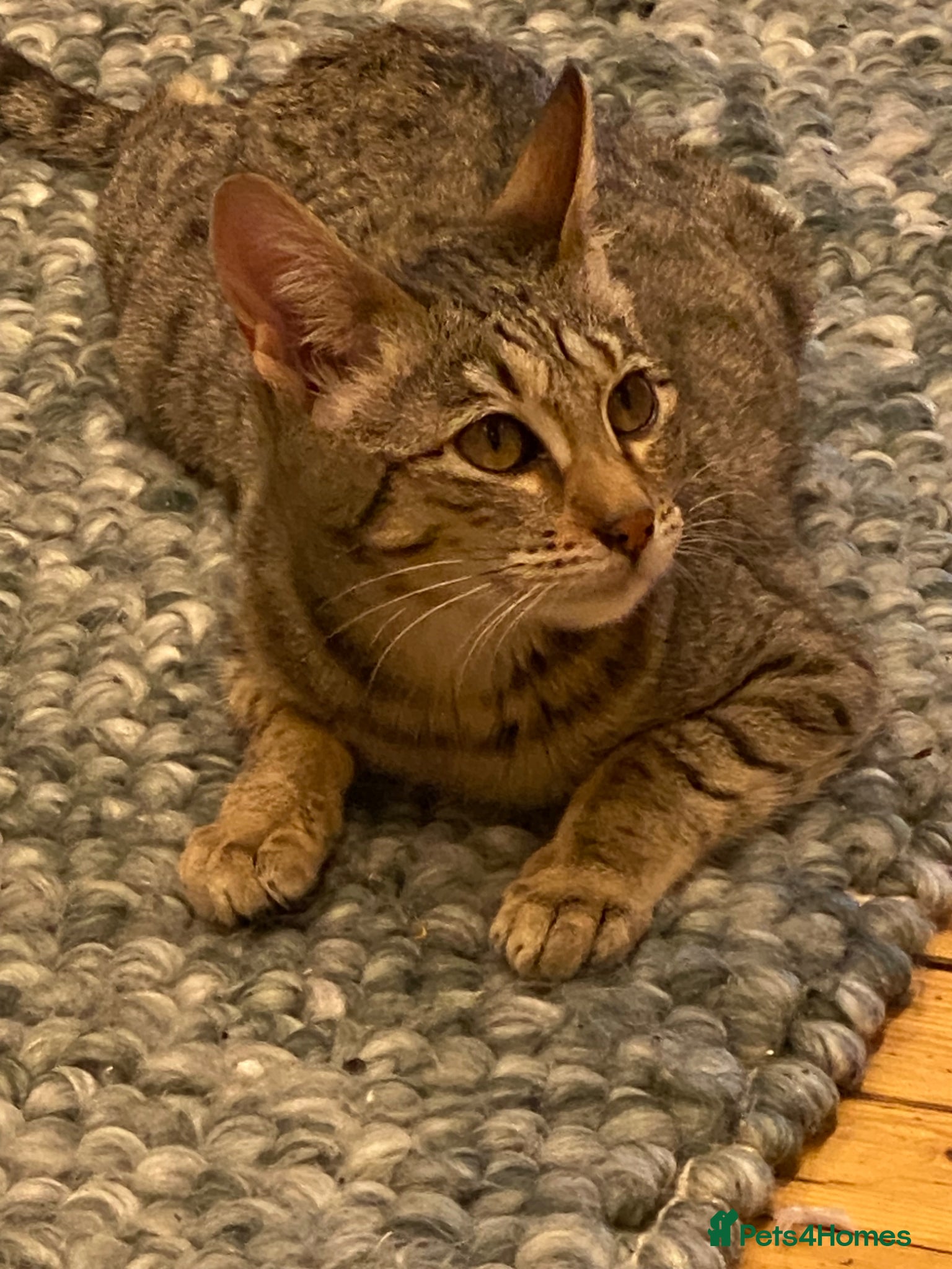 Savannah cats FULL PEDIGREE SAVANNAH girl KITTEN F5 SBT - Advert 1