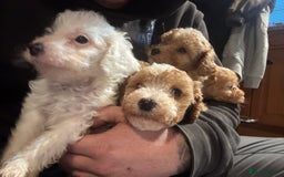 Cockapoo dogs for sale: Cockapoo Puppies - Image 9