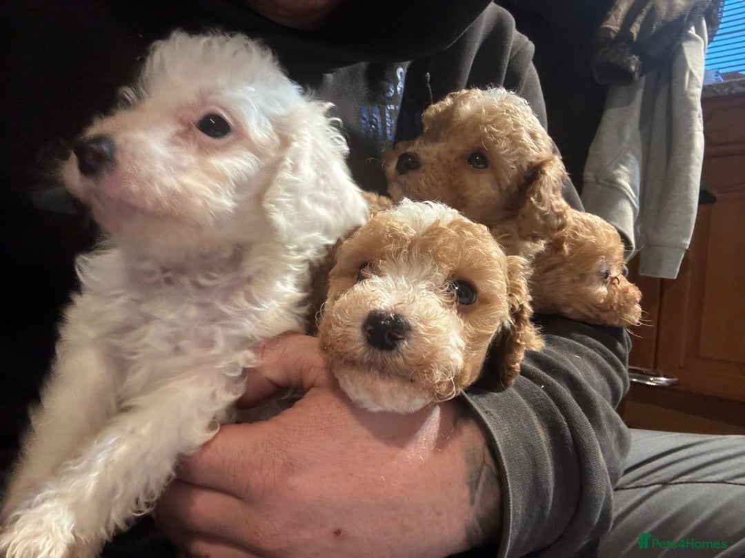 Cockapoo dogs for sale: Cockapoo Puppies - Image 9