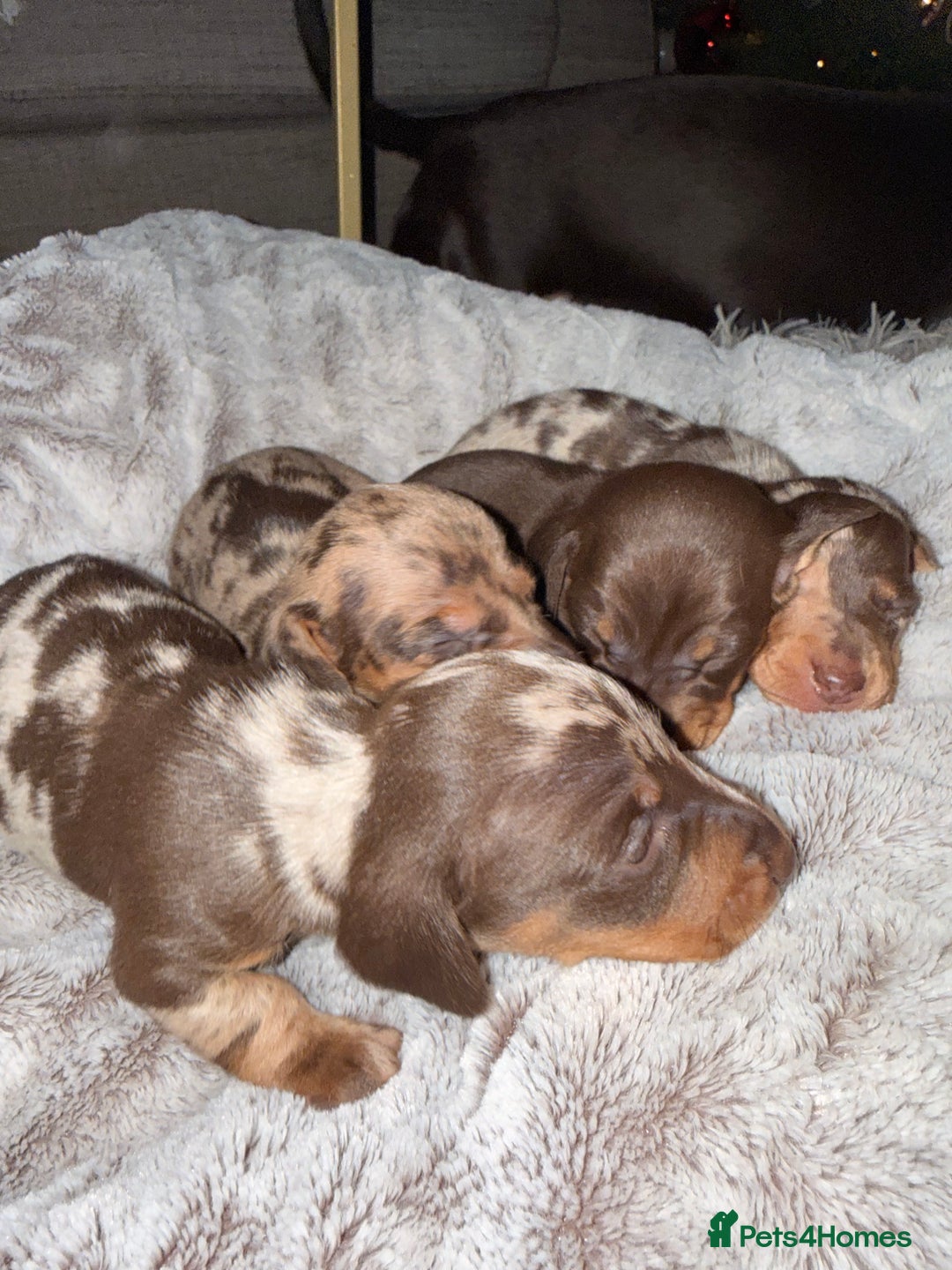 Miniature Dachshund dogs for sale: Stunning Mini-Dachshund litter - Advert 5