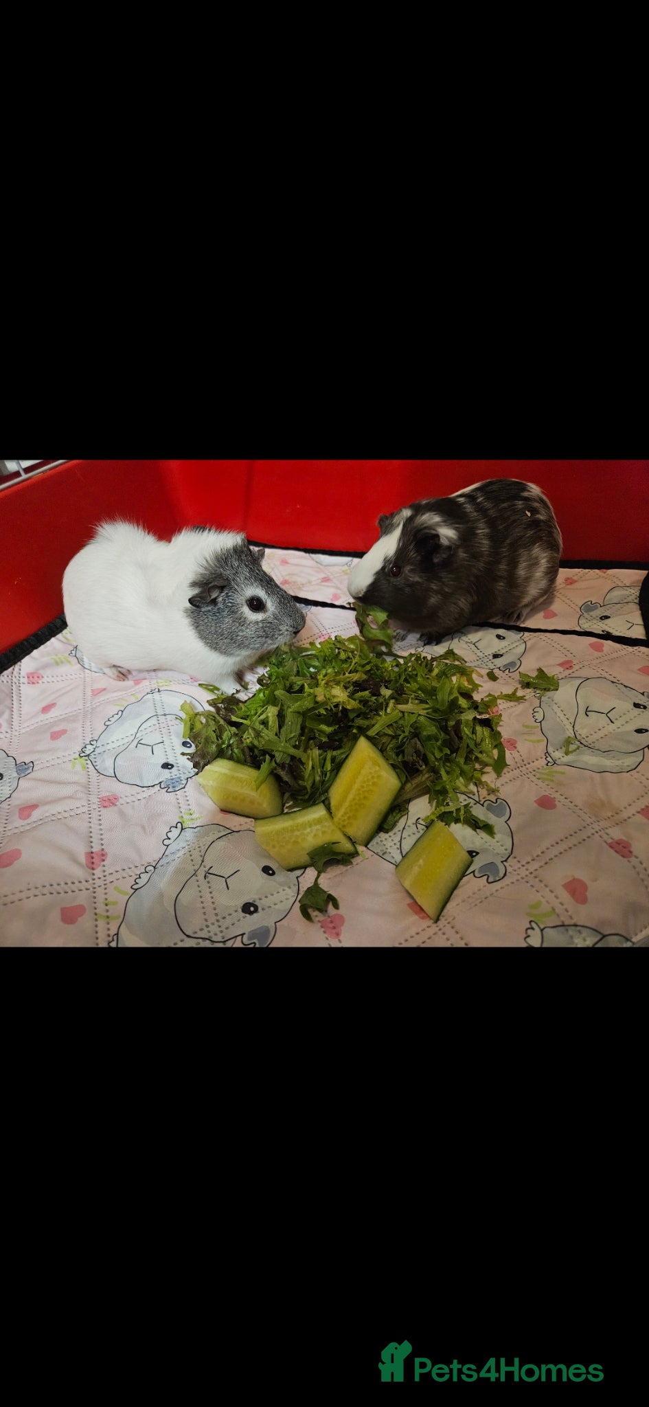 Guinea Pig rodents 2 female guinea pigs  - Advert 2