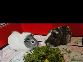 Guinea Pig rodents 2 female guinea pigs - Advert 2