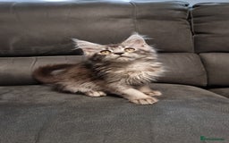 Maine Coon cats for sale: Pedigree GCCF Maine Coon Kittens for sale  - Image 32