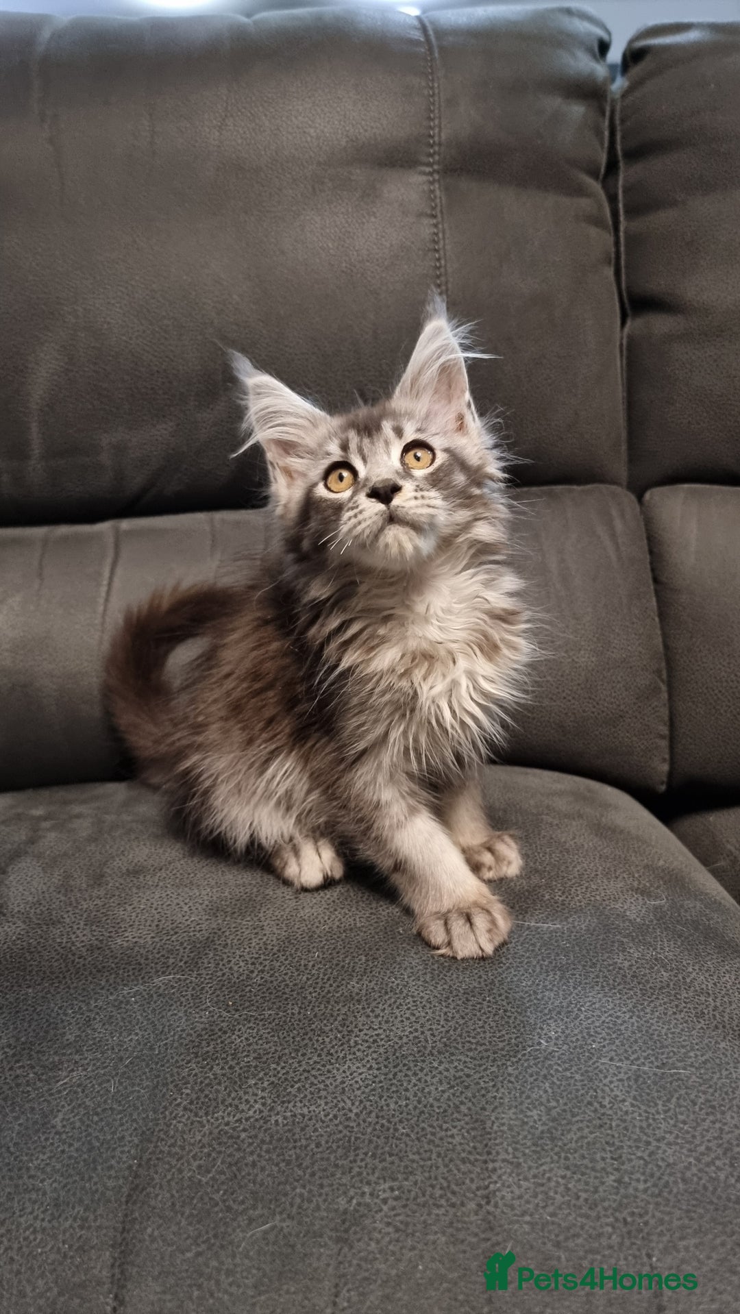 Maine Coon cats for sale: Pedigree GCCF Maine Coon Kittens for sale  - Image 32