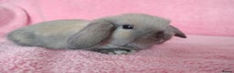 Mini Lop rabbits for sale: Baby mini lop rabbits for sale  - Advert 1