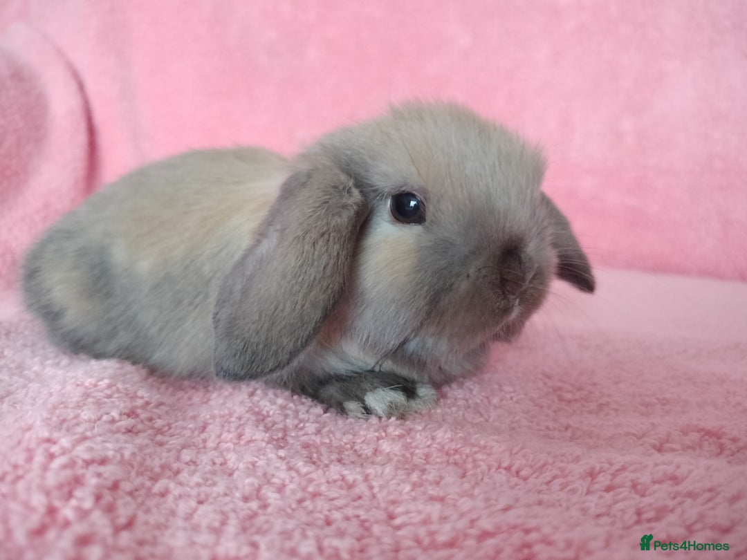 Mini Lop rabbits for sale: Baby mini lop rabbits for sale  - Advert 1