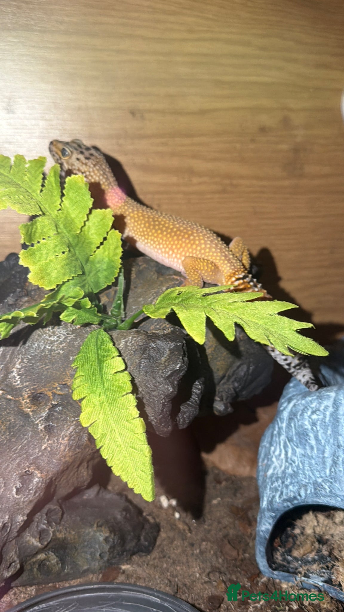 Mixed Breed reptiles Stunning Exotic Reptile Pets & Full Habitats - Advert 1