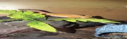 Mixed Breed reptiles for sale: Stunning Exotic Reptile Pets & Full Habitats - Advert 1