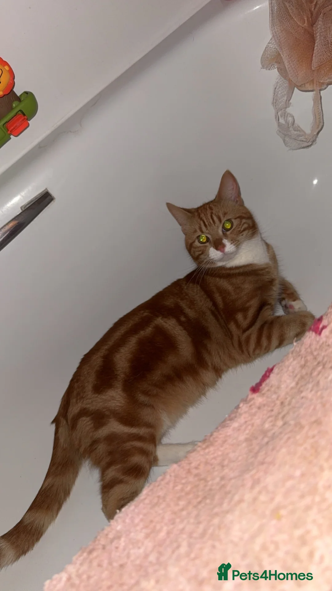 Mixed Breed cats for sale: Rehoming my male cat - Advert 2