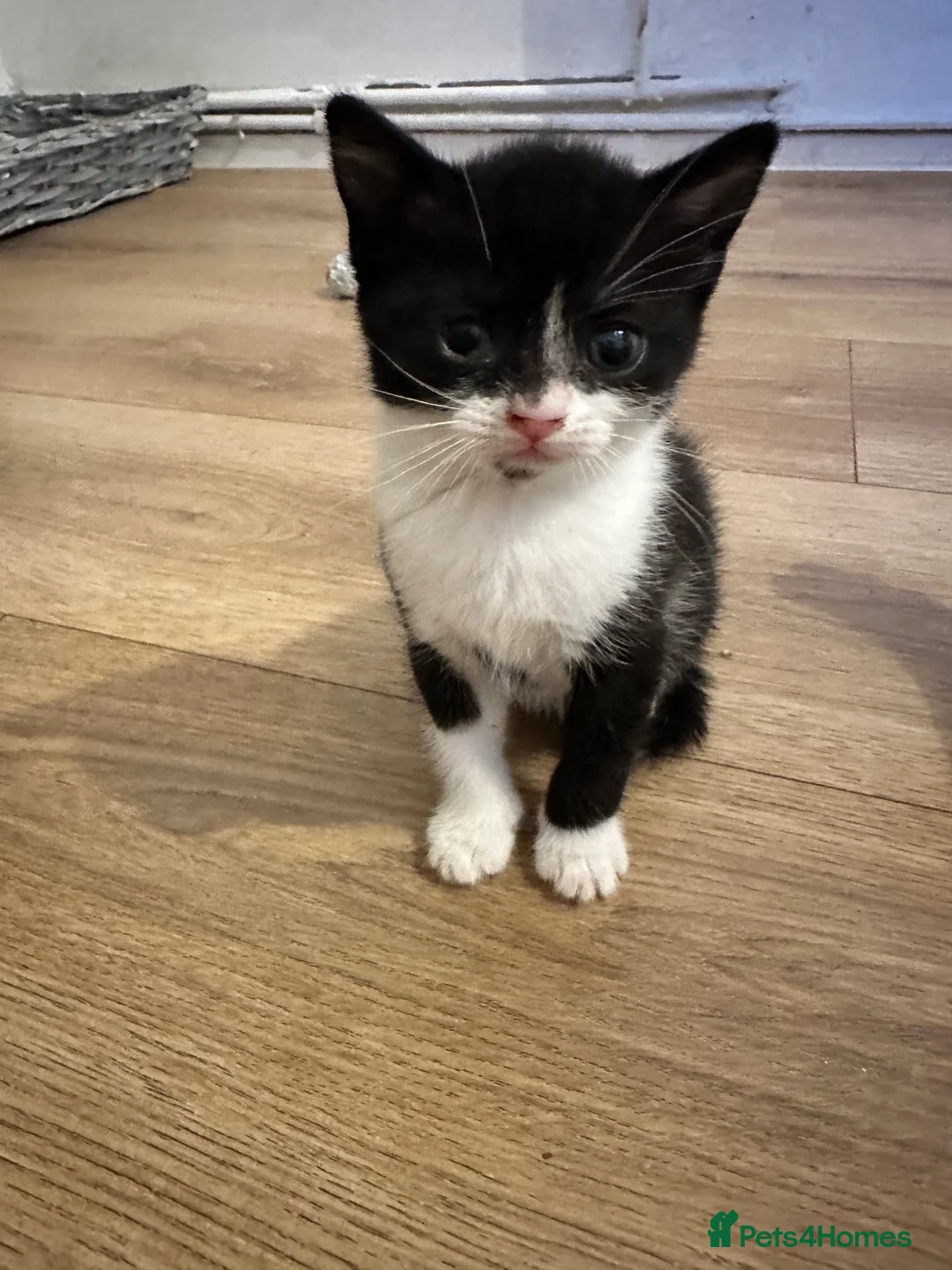 British Shorthair cats for sale: Beautiful fluffy bundles of fun 🤩  - Advert 2
