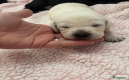 Labrador Retriever dogs for sale: Labrador puppies - Image 8
