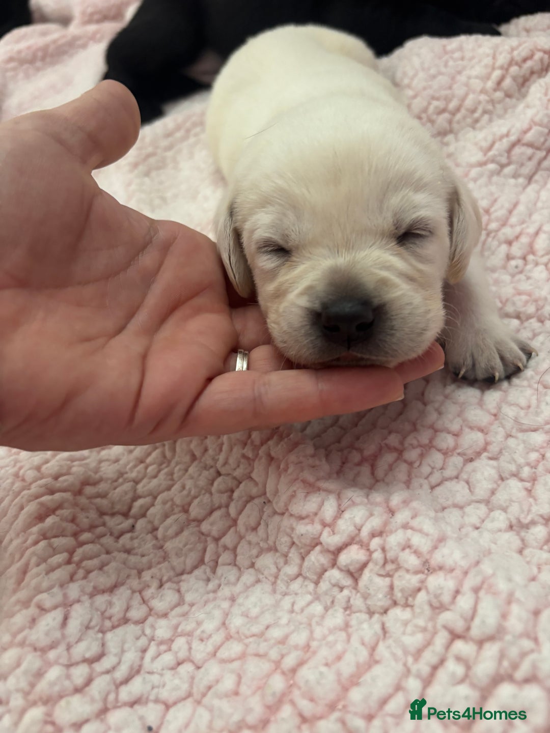 Labrador Retriever dogs for sale: Labrador puppies - Image 8
