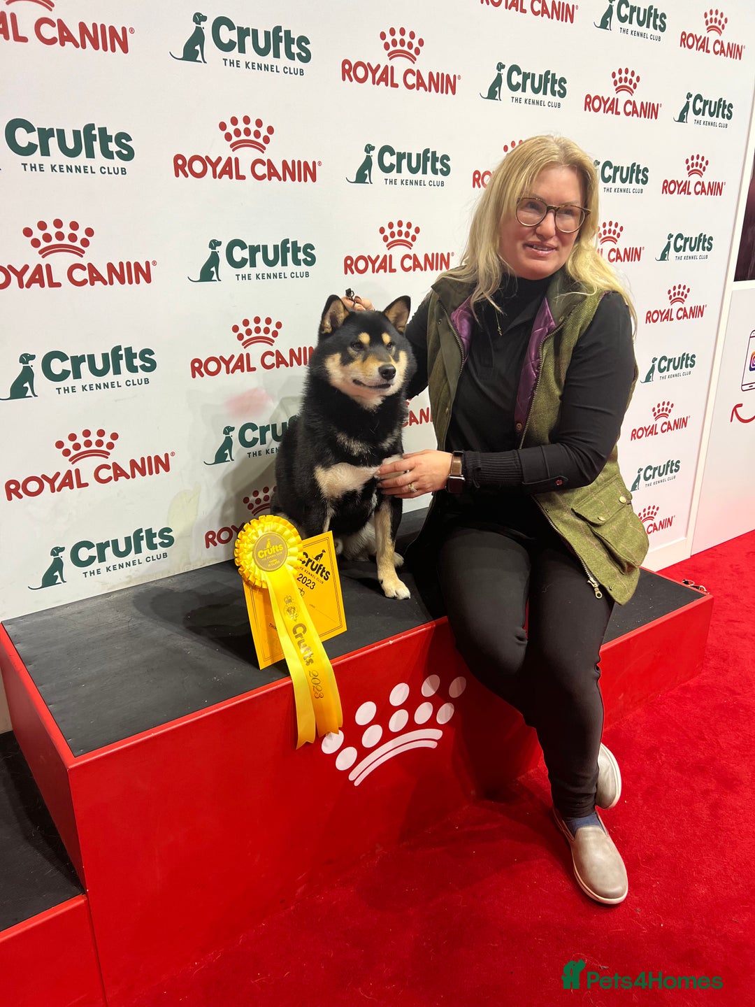 Japanese Shiba Inu dogs for sale: 	“Shiba Inu Puppies – Champion Pedigree, DNA Clear - Image 20
