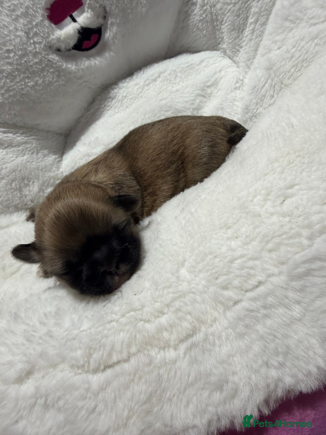 Shih Tzu dogs for sale: Shih Tzu puppy’s  - Advert 4