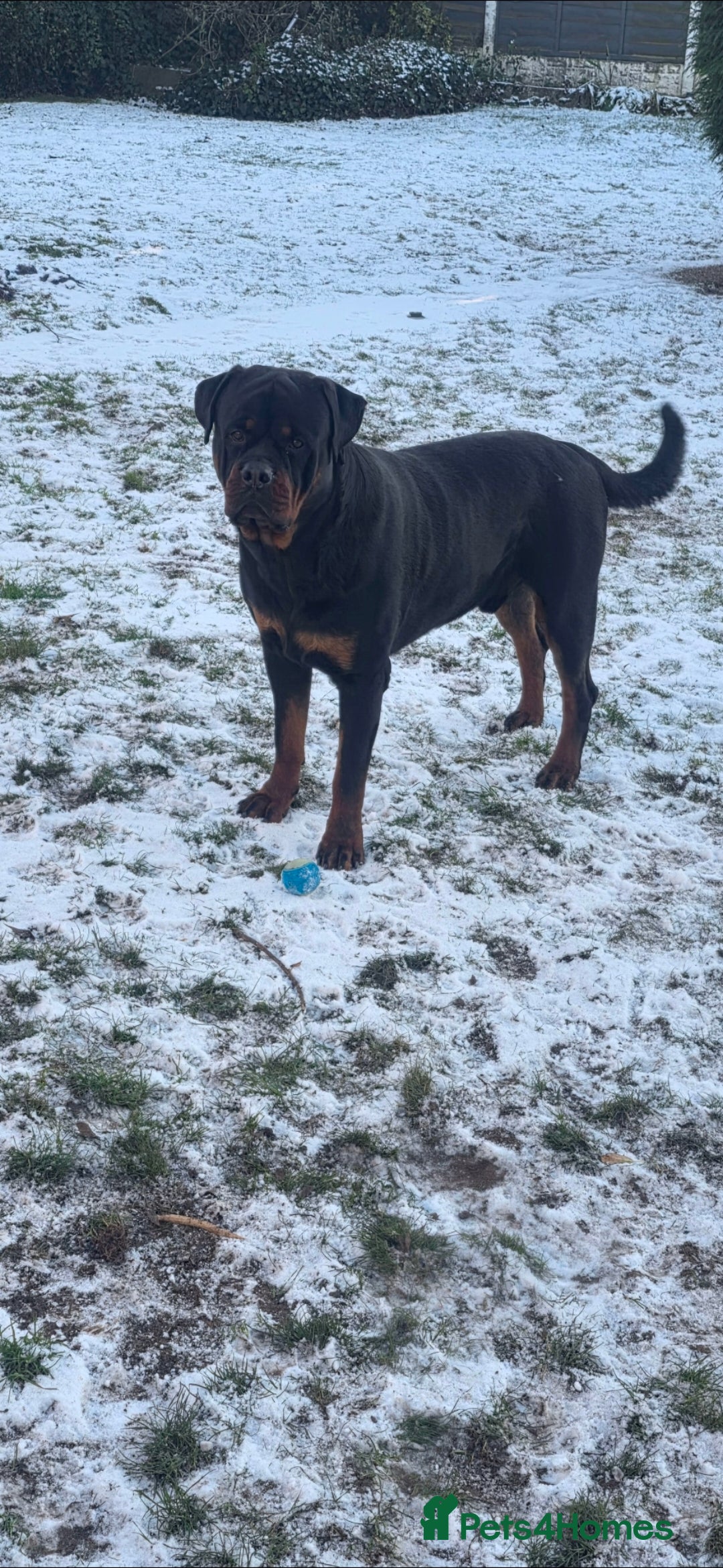 Rottweiler dogs for sale: Kc rottweiler  - Advert 13