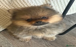 Pomeranian dogs for sale: 2 POMERANIAN BOYS READY TO LEAVE  in Bargoed - Image 2