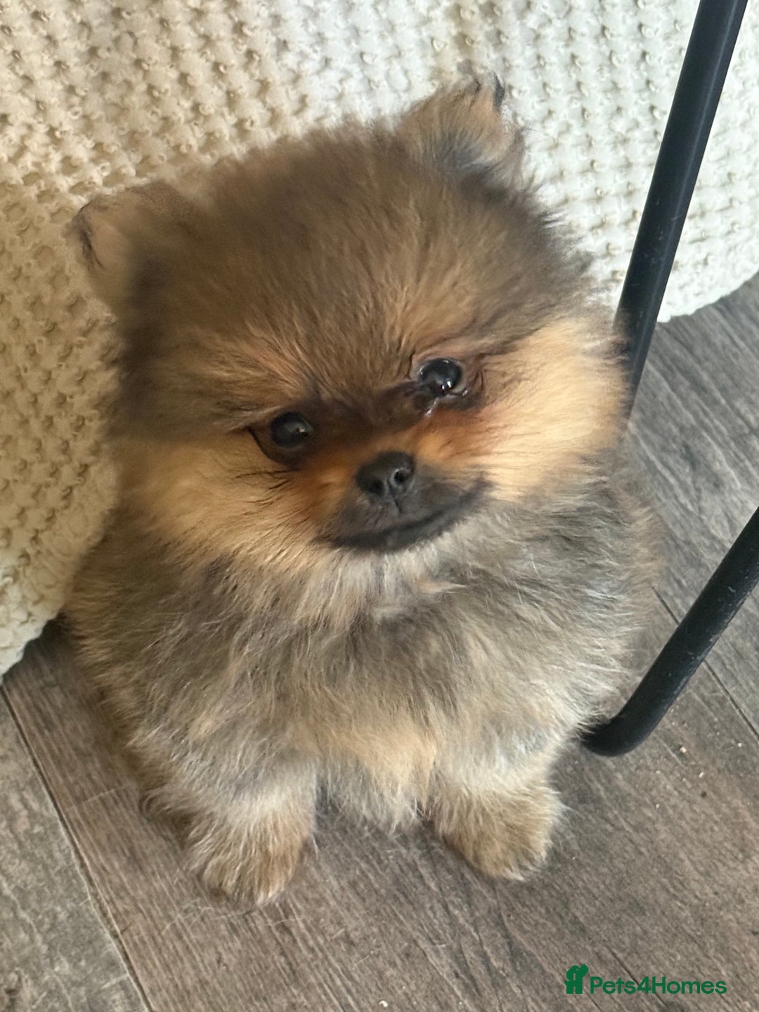 Pomeranian dogs for sale: 2 POMERANIAN BOYS READY TO LEAVE  in Bargoed - Image 2