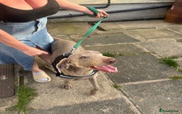 Weimaraner dogs for sale: Beautiful weimanaer bitch - Image 7