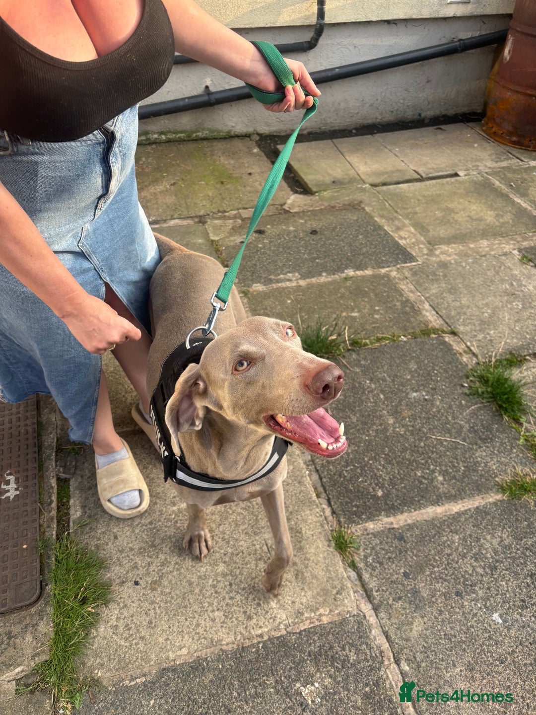 Weimaraner dogs for sale: Beautiful weimanaer bitch - Image 7