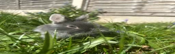 Netherland Dwarf rabbits for sale: Beautiful Bonnie - Advert 3