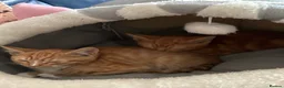 Domestic Shorthair cats for sale: 💙🐈 Two beautiful ginger boys 🐈💙  - Advert 3