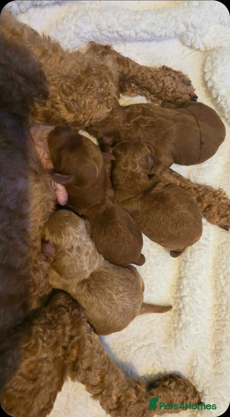 Toy Poodle dogs Toy x Asian poodle puppies ready now  - Advert 2