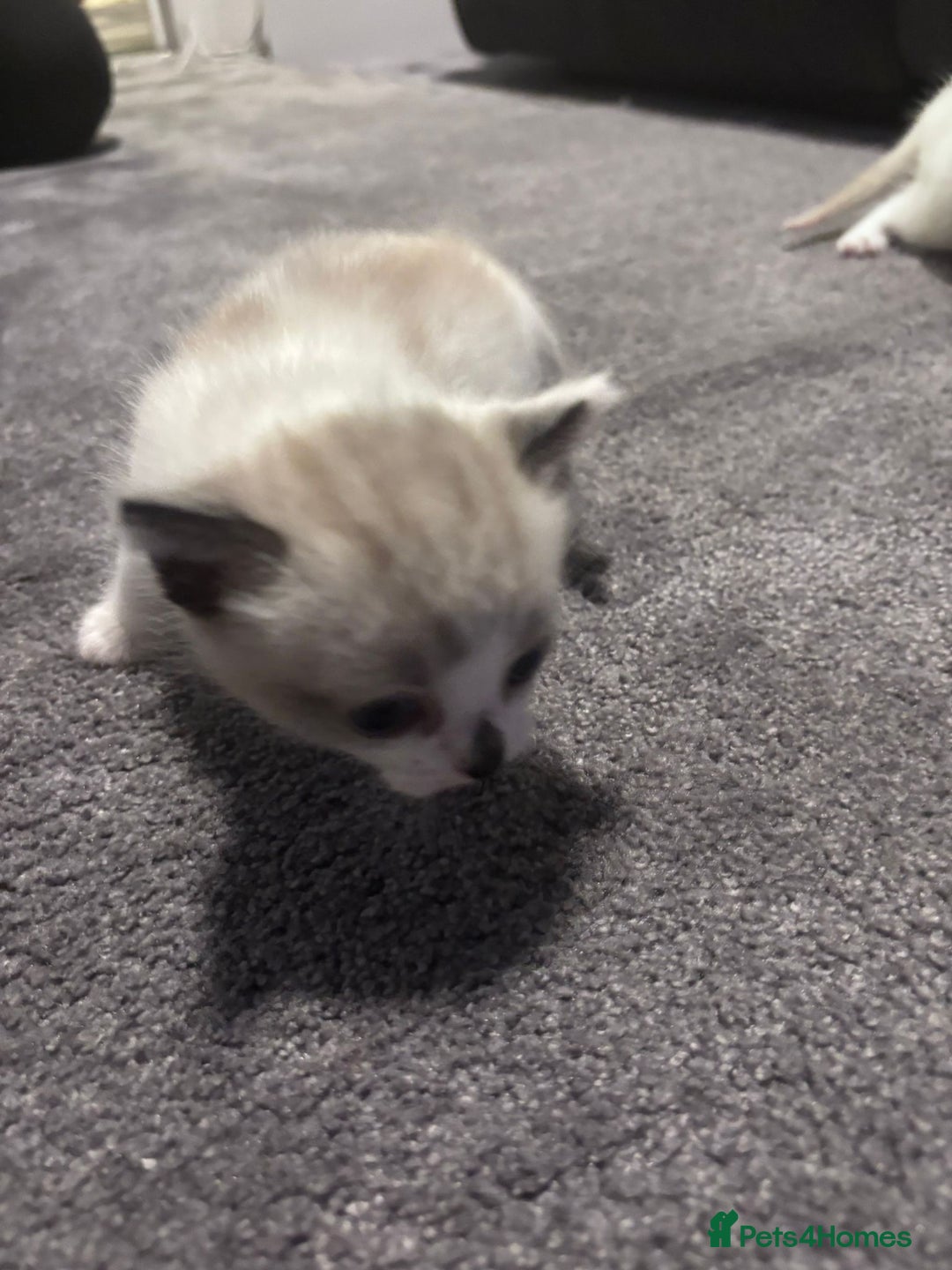 Mixed Breed cats for sale: Gorgeous fully kittens  - Advert 4