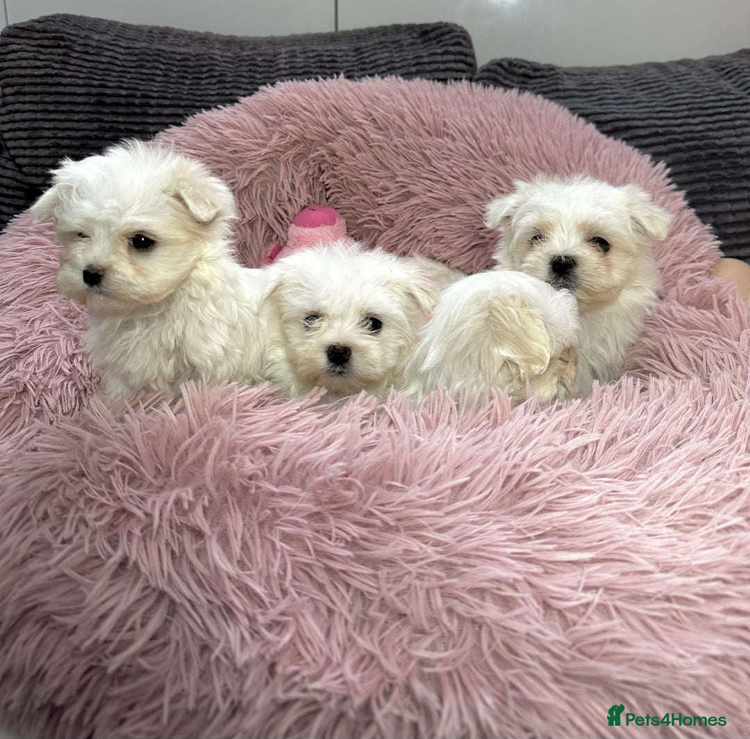 Maltese dogs for sale: Maltese puppies - Advert 5