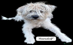 Mixed Breed dogs for adoption: Randolph, 2 - 3 yrs. Available for adoption. - Image 4