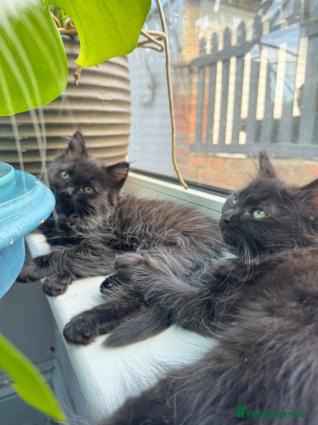 Ragdoll cats for sale: Last 2 ragdoll X babies  - Advert 2