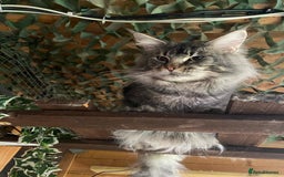 Maine Coon cats for stud: Active Tica duel Gccf Maine Coons in Grantham - Image 15