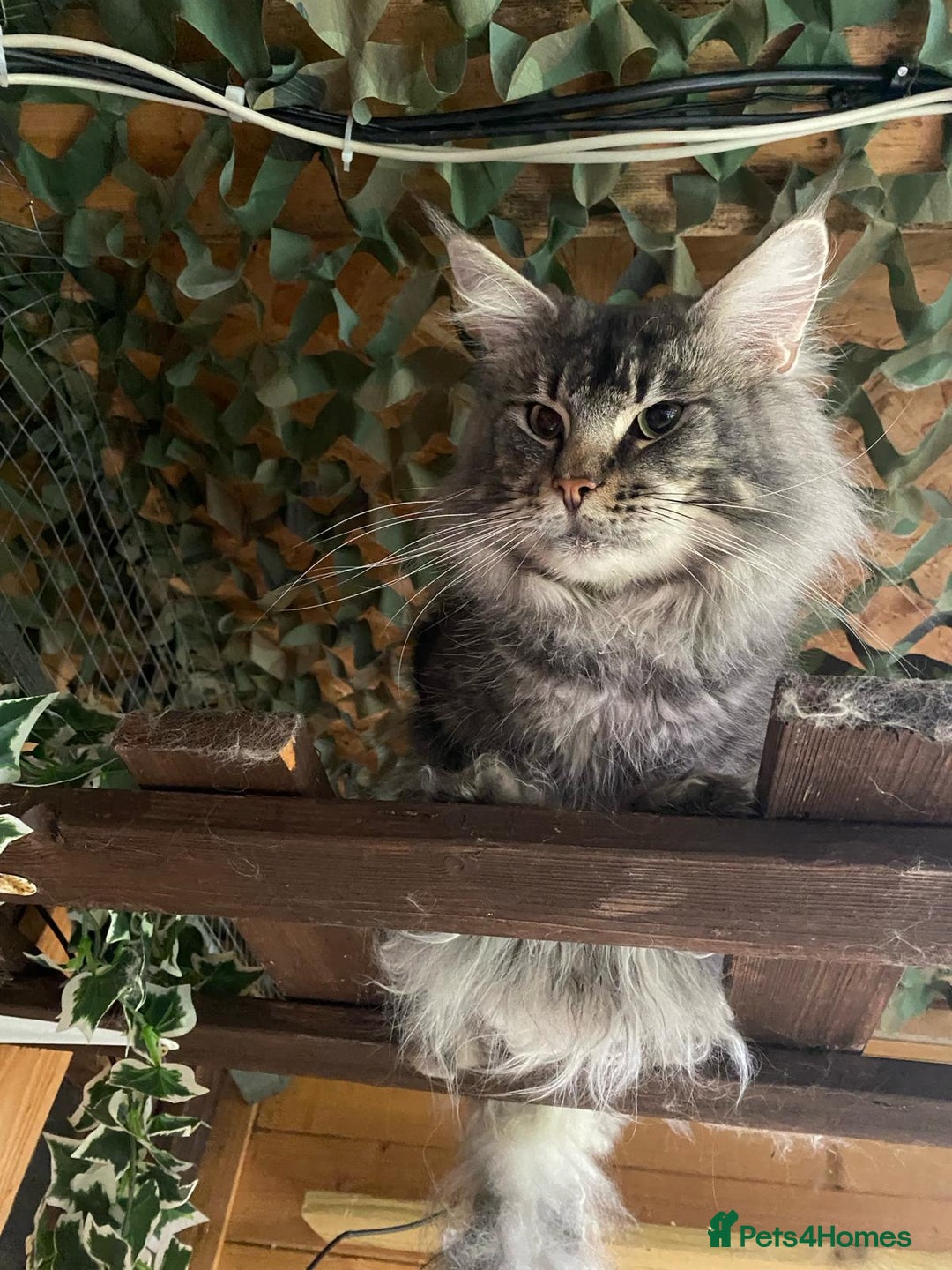 Maine Coon cats for stud: Active Tica duel Gccf Maine Coons in Grantham - Image 15