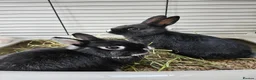 Netherland Dwarf rabbits for sale: *AVAILABLE* Purebred Netherland Dwarf Doe - Advert 9