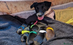 Mixed Breed dogs for sale: Doxie-Dales  - Image 1