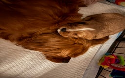 Cavalier King Charles Spaniel dogs for sale: 1 BOY LEFT**** Cavalier King Charles puppies - Image 12