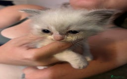 Ragdoll cats for sale: Rag doll kittens for sale 2 boys 1 girl  - Image 11