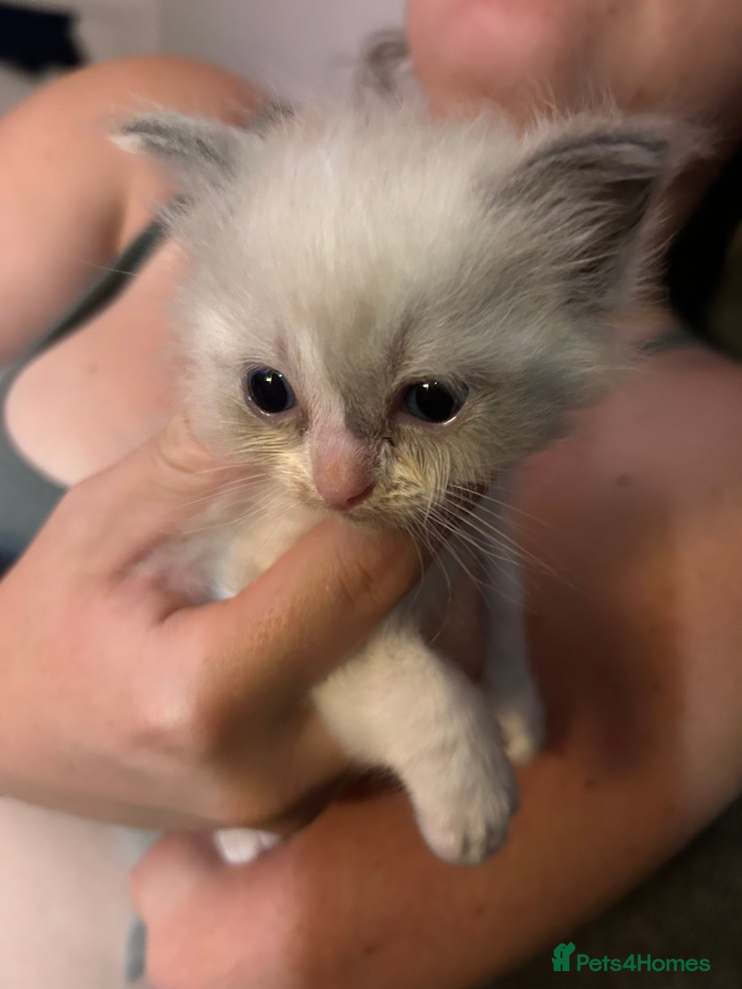 Ragdoll cats for sale: Rag doll kittens for sale 2 boys 1 girl  - Image 11