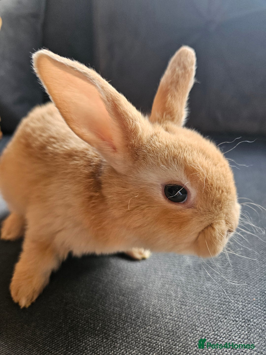 Mini Lop rabbits for sale: Red Rex x Mini Plush Lop - Advert 11