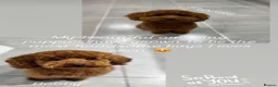 Toy Poodle dogs for sale: Beautiful Red Toy Poodle Puppies 🤎🐩 - Advert 11
