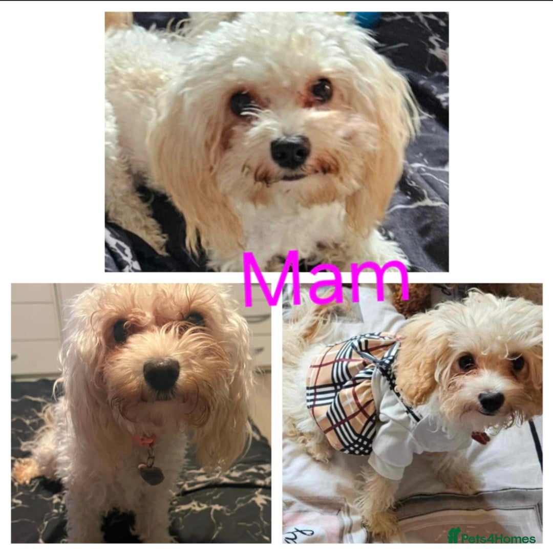 Cavapoo dogs for sale: F1B Cavapoo Puppies  - Advert 2