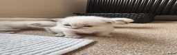 Ragdoll cats for sale: 8 beautiful ragdolls for sale in Ware - Advert 11