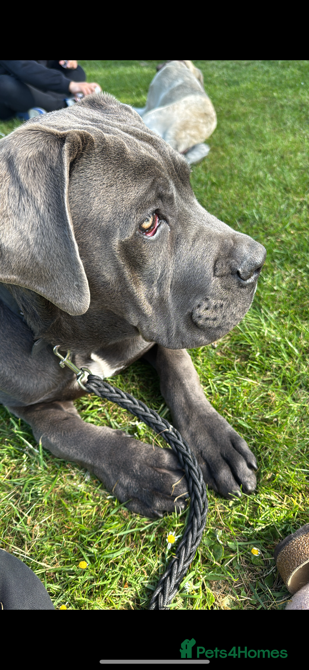 Cane Corso dogs for sale: Friendly Grey Cane Corso | Family Dog | Good Boy - Advert 3