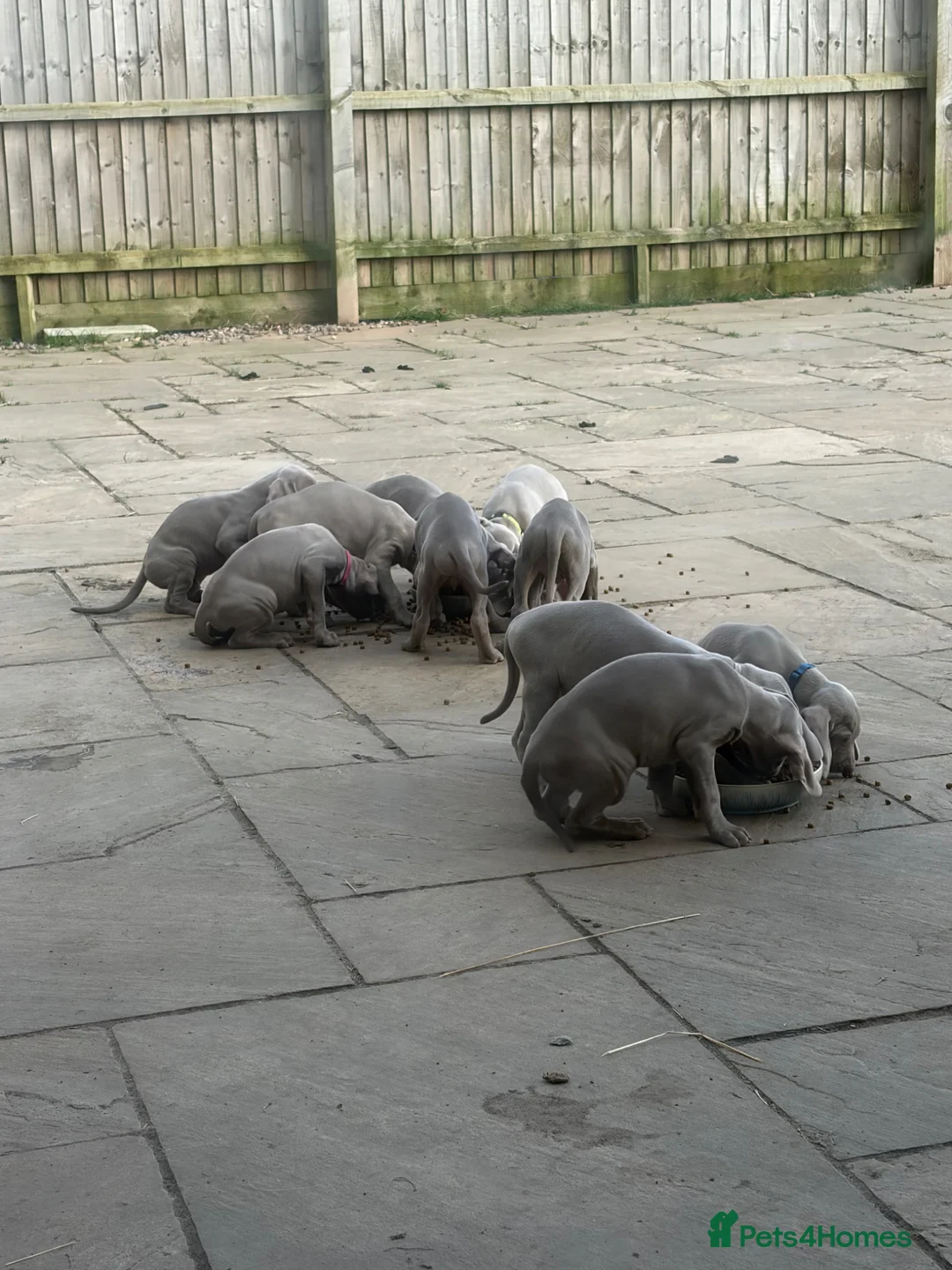 Weimaraner dogs for sale: KC Registered Weimaraner Puppies - Advert 9