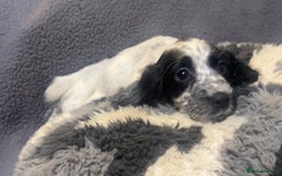 Cocker Spaniel dogs for sale: Roan cocker spaniels (blue eyes) - Image 11