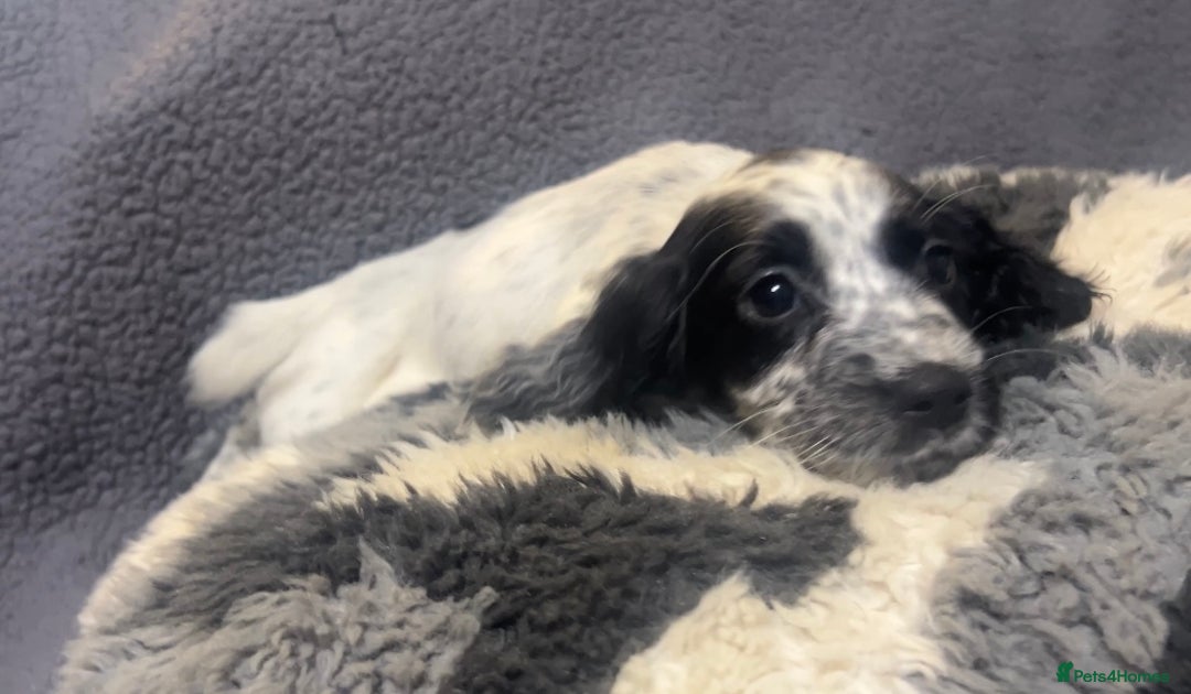 Cocker Spaniel dogs for sale: Roan cocker spaniels (blue eyes) - Image 11